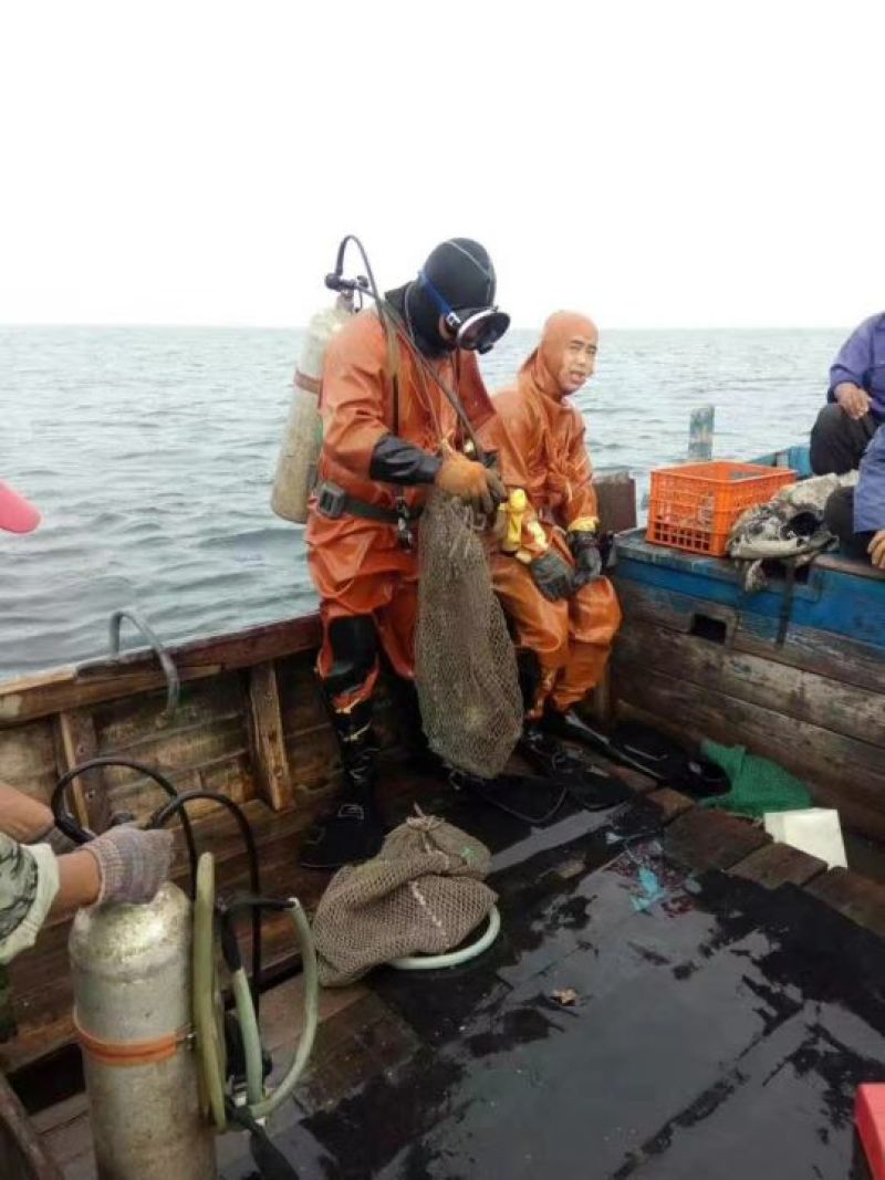 海参食用鲜活