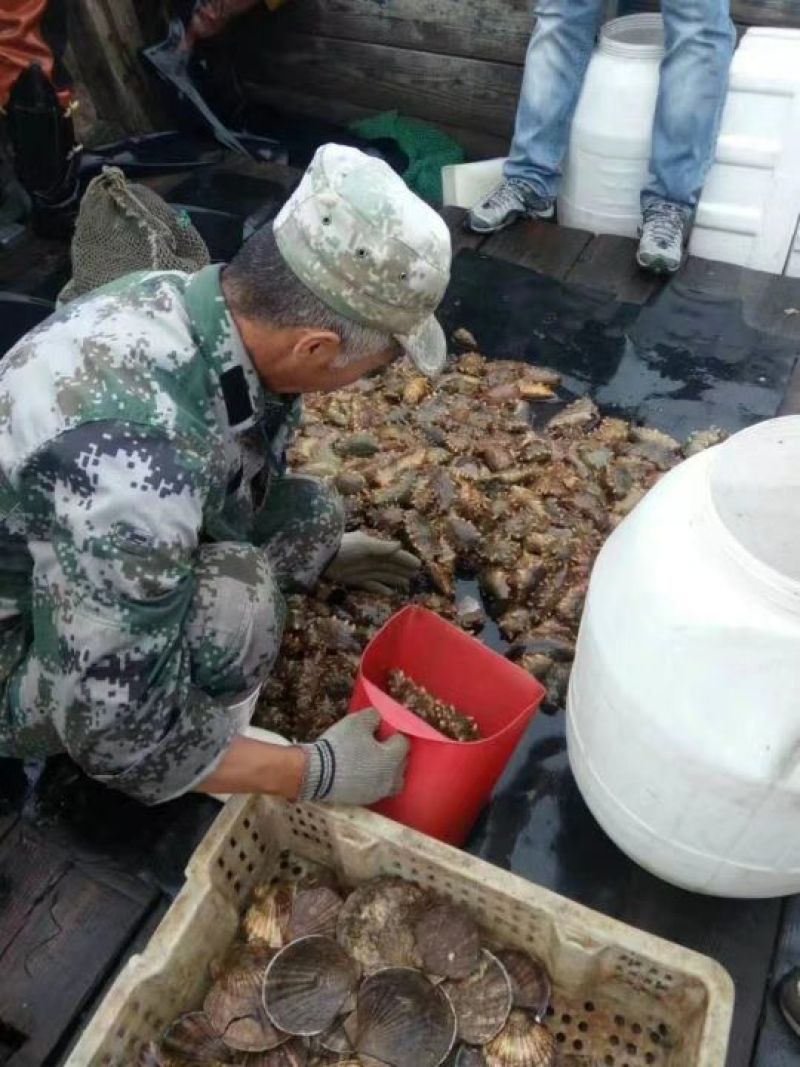 海参食用鲜活