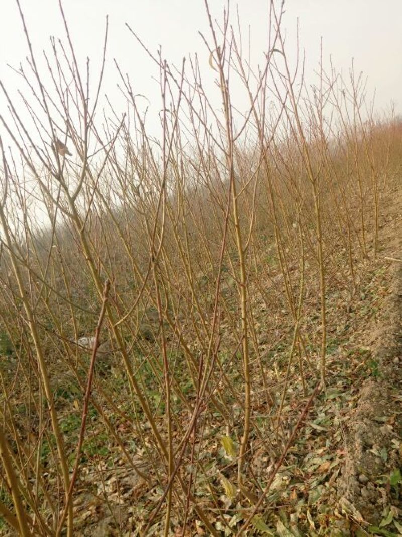 红不软桃树苗70~80cm