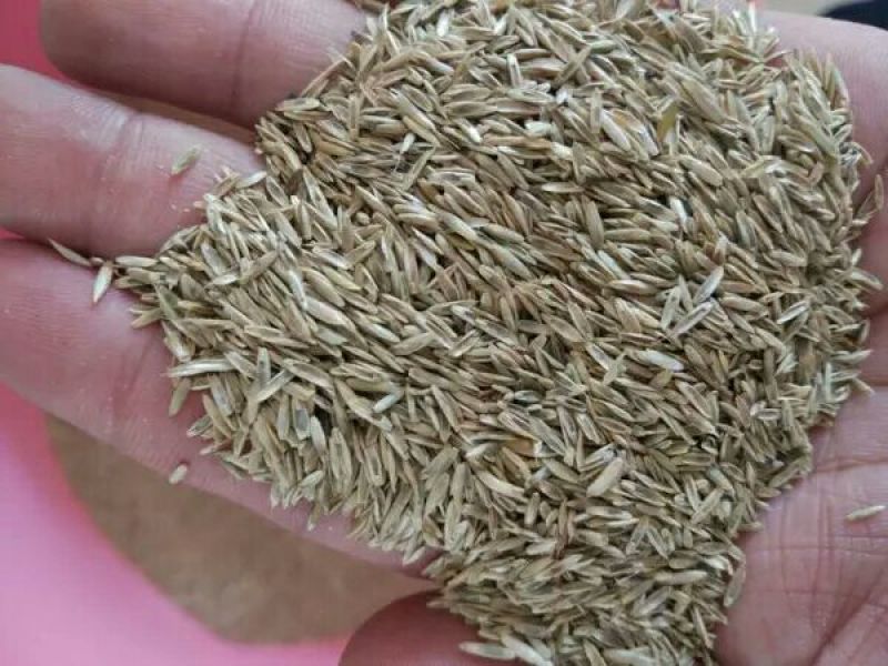 草坪种子护坡种子保证发芽率狗牙根高羊茅黑麦草种子