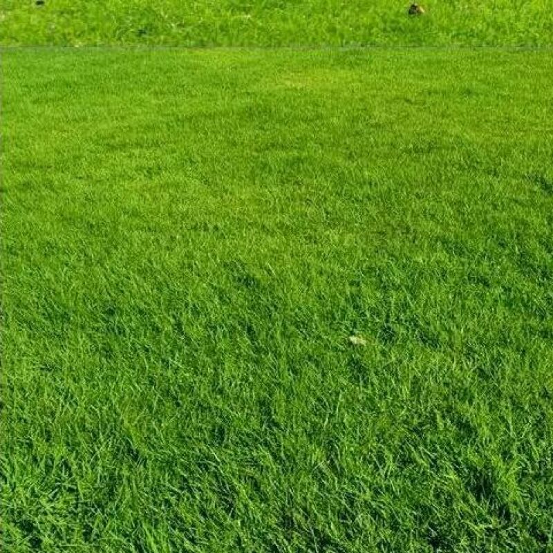 草坪种子护坡种子保证发芽率狗牙根高羊茅黑麦草种子