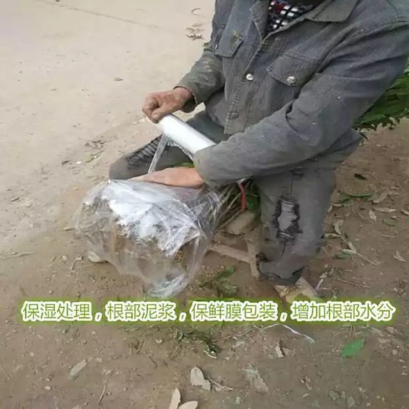 丹桂苗，红花丹桂2到5公分可零售发货，