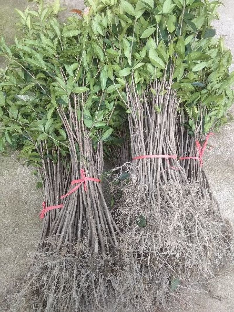 金桂苗黄金桂花苗，自产自销，量大价优，