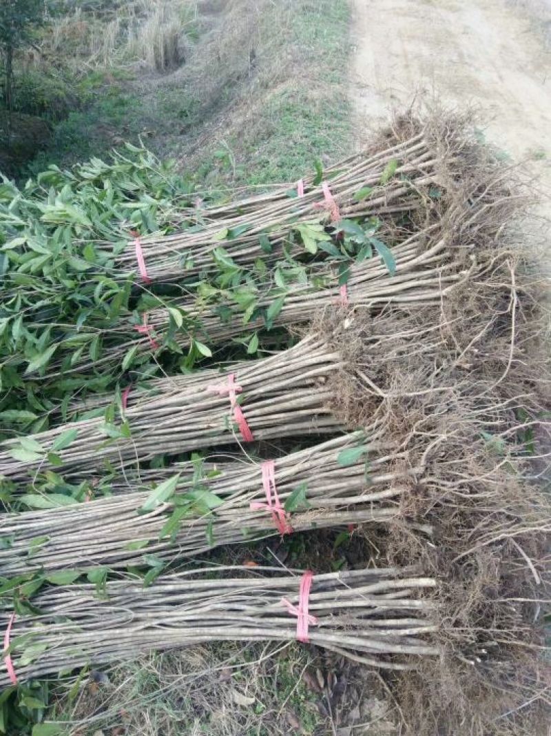 金桂苗黄金桂花苗，自产自销，量大价优，