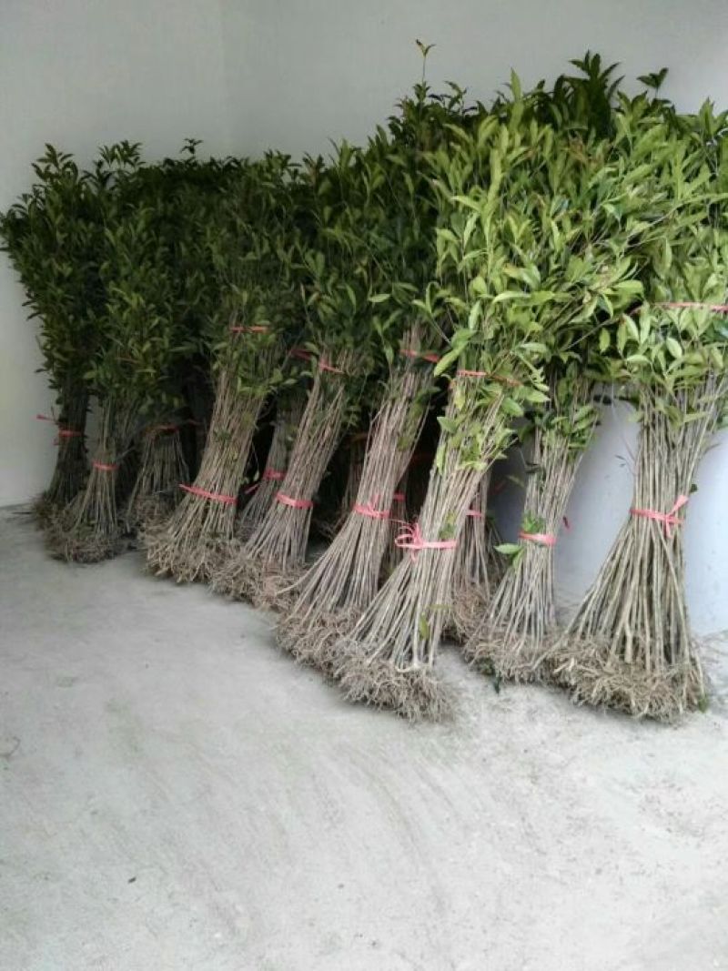 金桂苗黄金桂花苗，自产自销，量大价优，