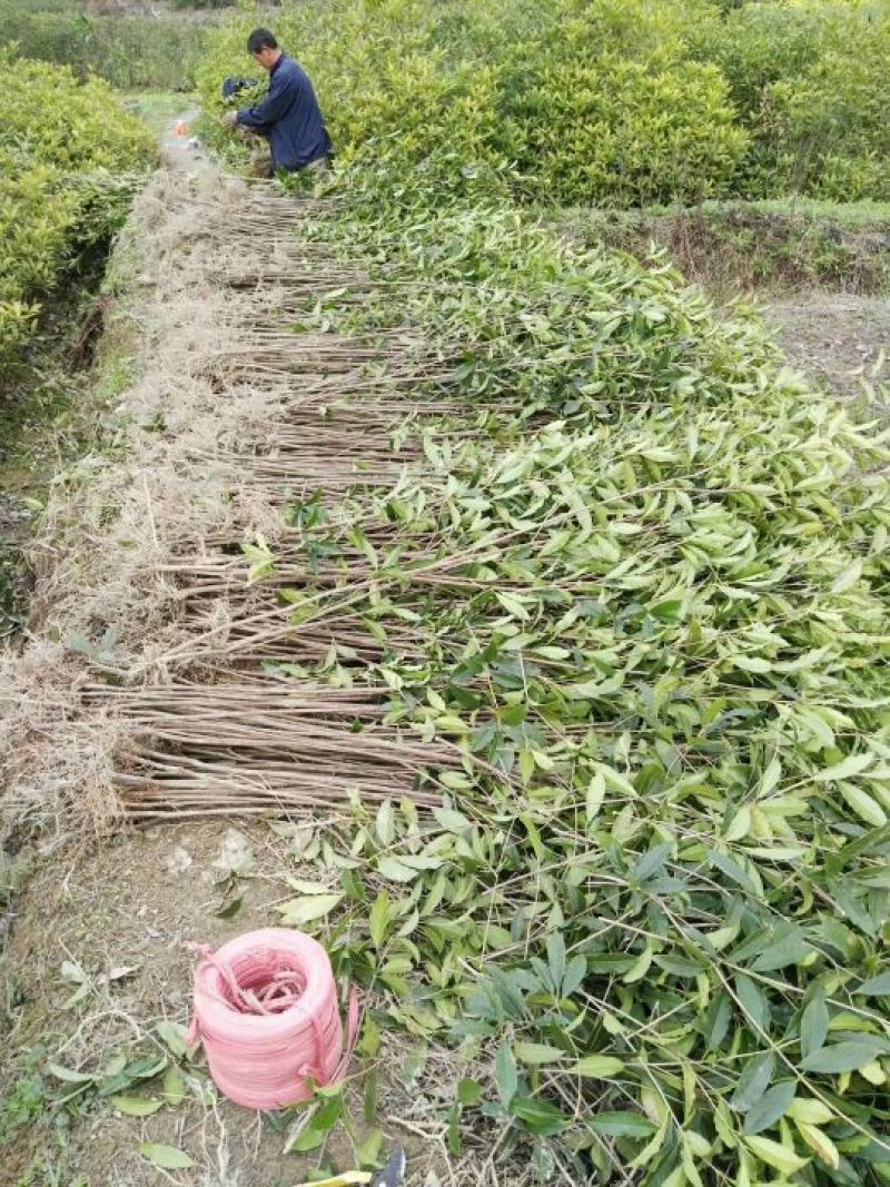 金桂苗黄金桂花苗，自产自销，量大价优，