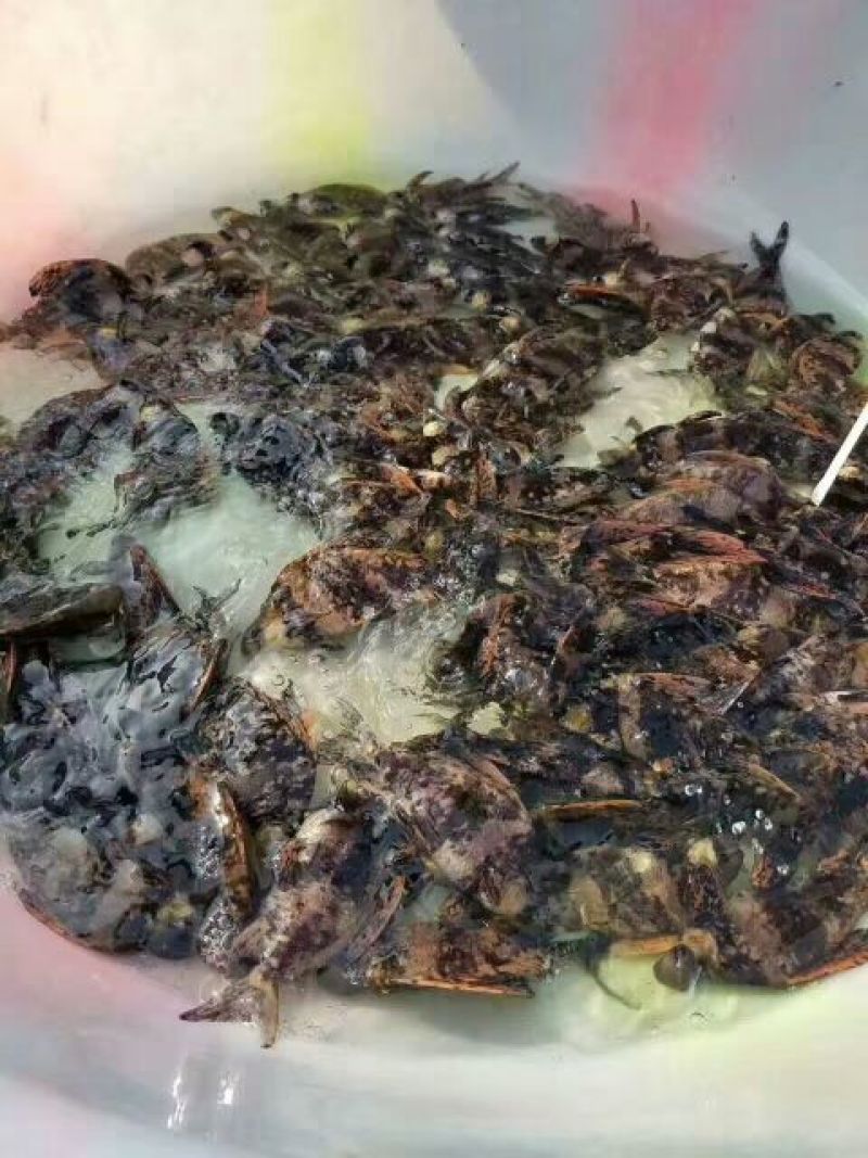 鲫鱼养殖厂批发出售成鱼和鱼苗