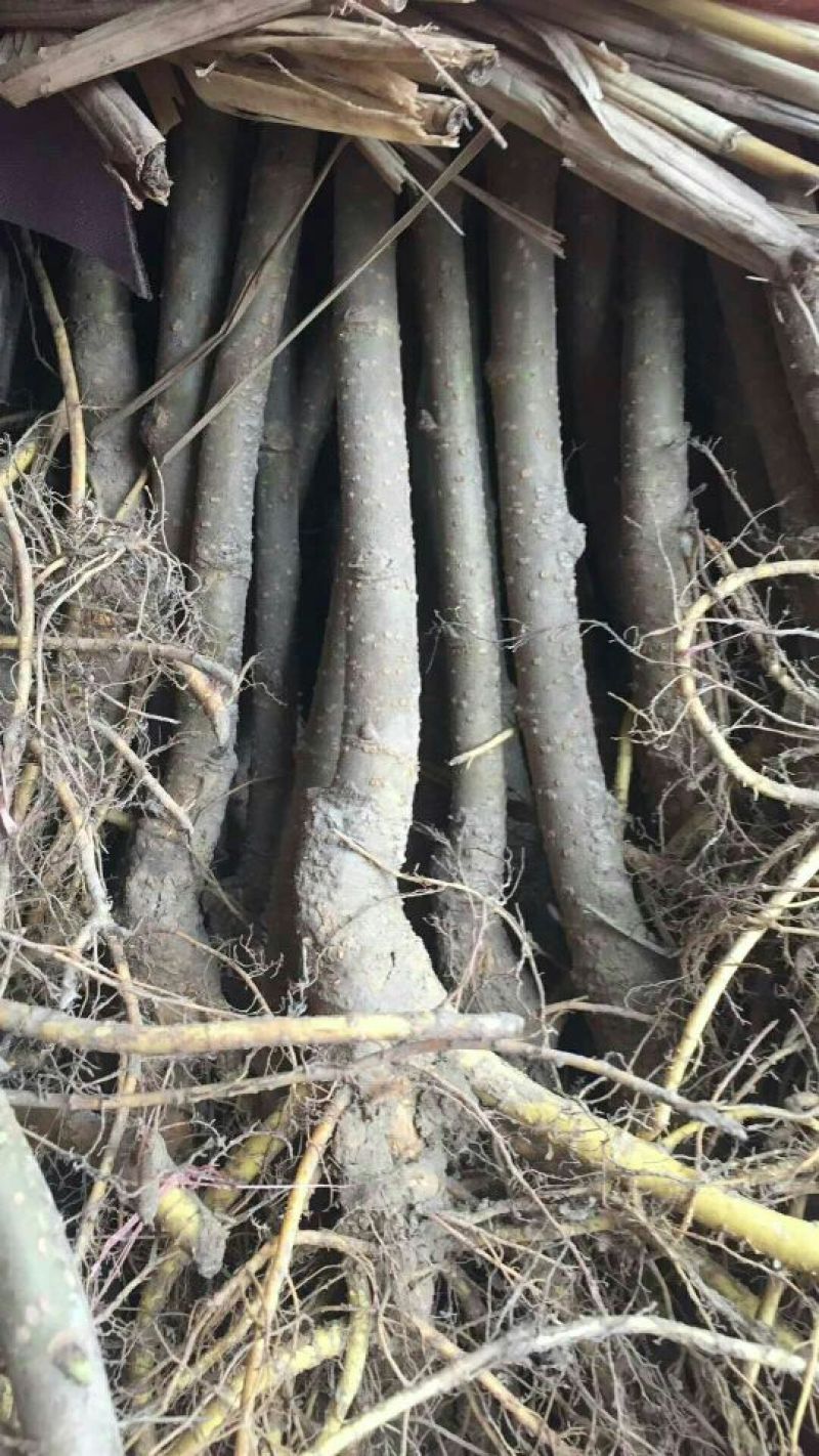 四川眉山大量出售长果桑树苗20~30cm