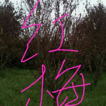 红梅10~12cm10~12cm3~3.5米