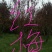 红梅10~12cm10~12cm3~3.5米