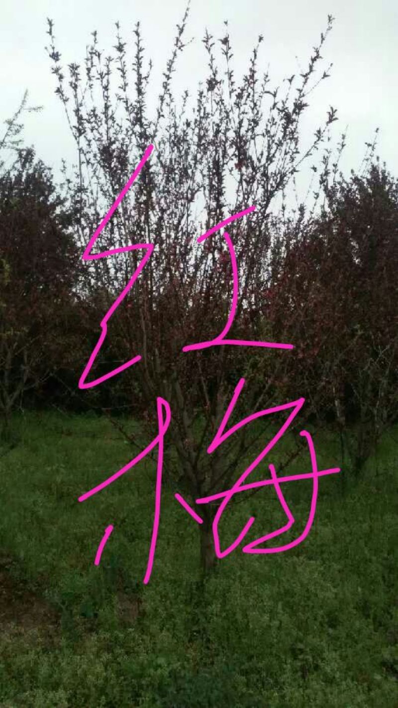 红梅10~12cm10~12cm3~3.5米
