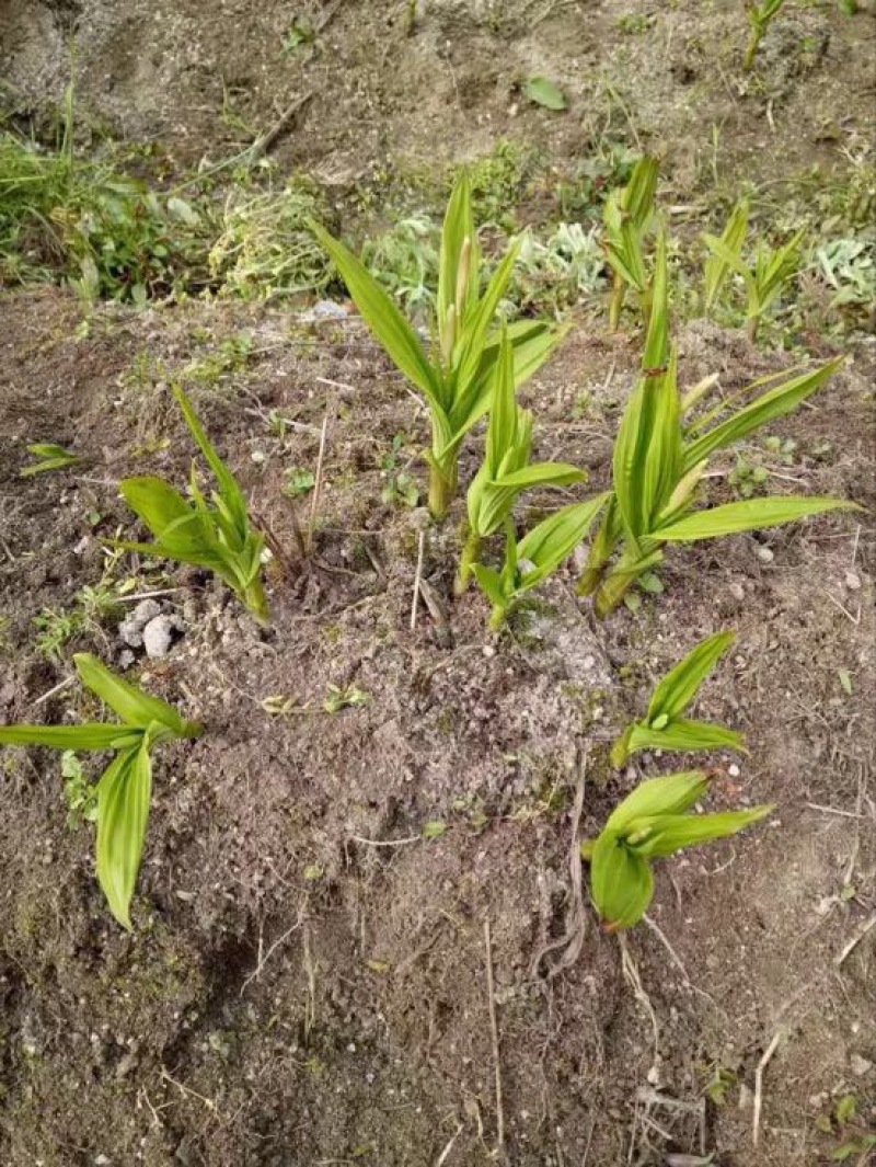 紫花三叉白芨通货鲜货小苗到大白艿都有
