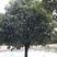 金桂树1~2米10~12cm1.5~2米