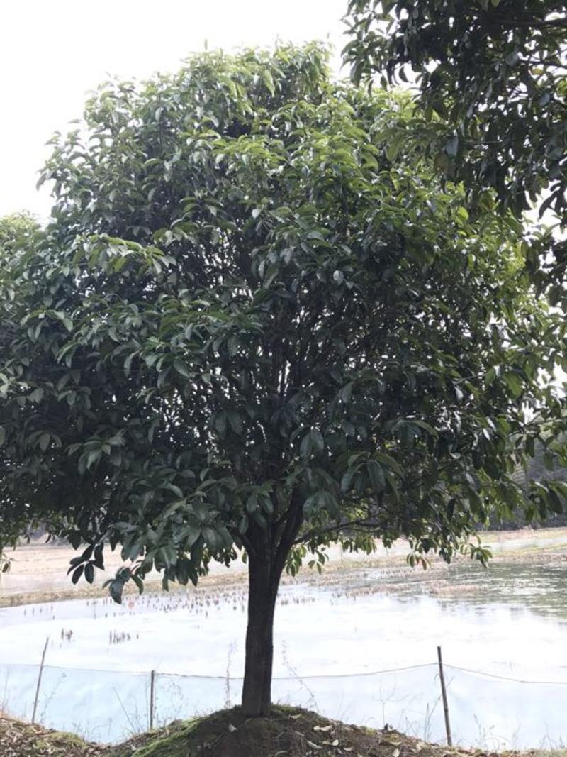 金桂树1~2米10~12cm1.5~2米