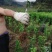 优质早熟三华李，迟熟三华李，诚信经营放心苗