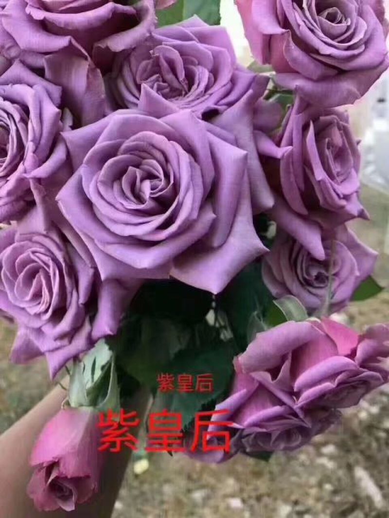 玫瑰苗10~20cm，一年四季开花，味道清香，可做盆栽
