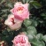 玫瑰苗10~20cm，一年四季开花，味道清香，可做盆栽