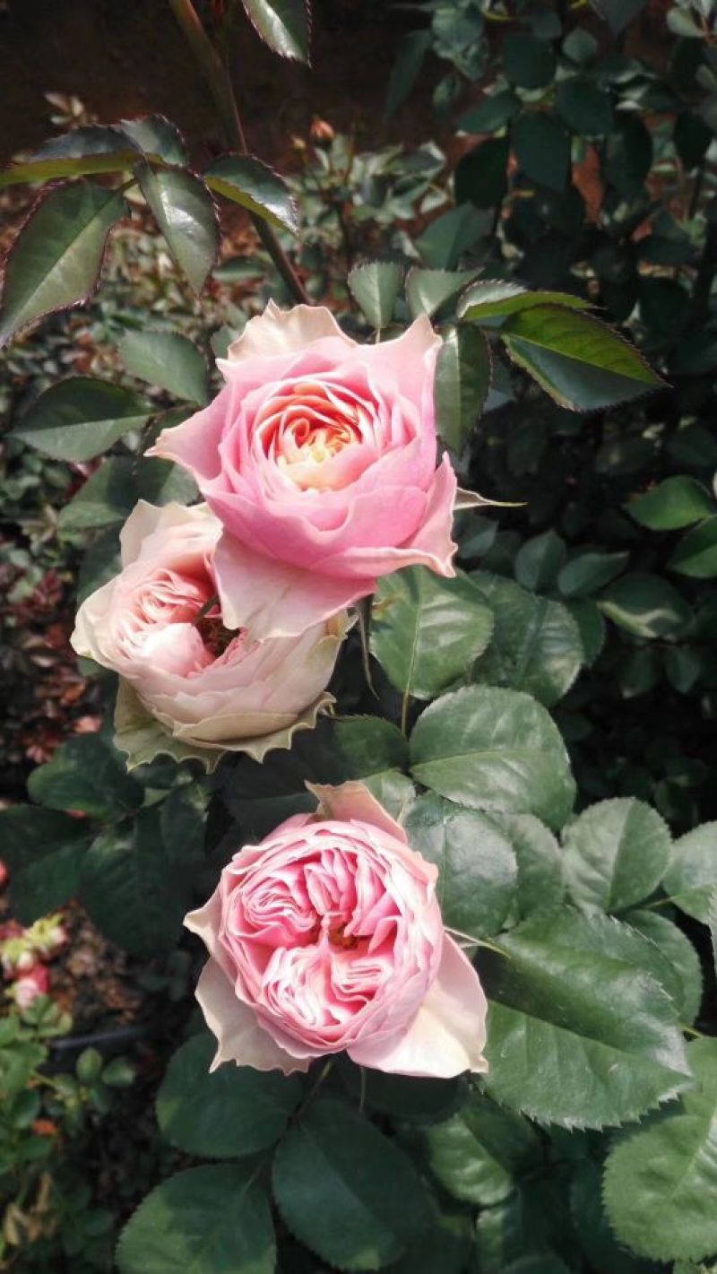 玫瑰苗10~20cm，一年四季开花，味道清香，可做盆栽