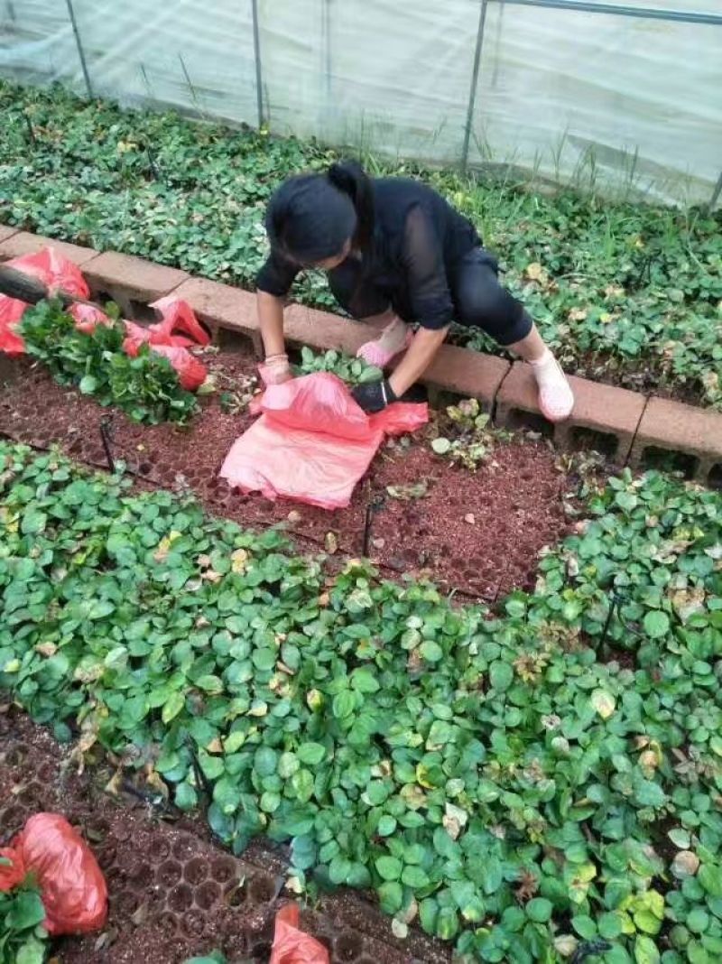 玫瑰苗10~20cm，一年四季开花，味道清香，可做盆栽