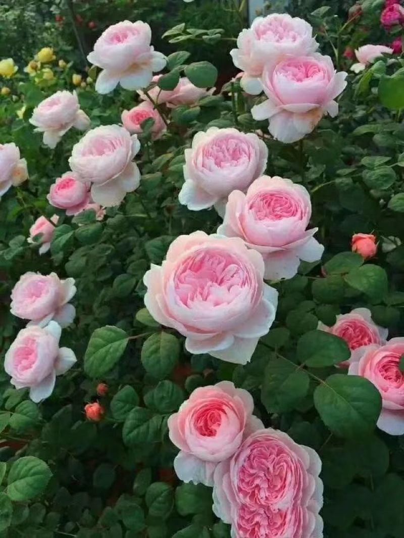 玫瑰苗10~20cm，一年四季开花，味道清香，可做盆栽