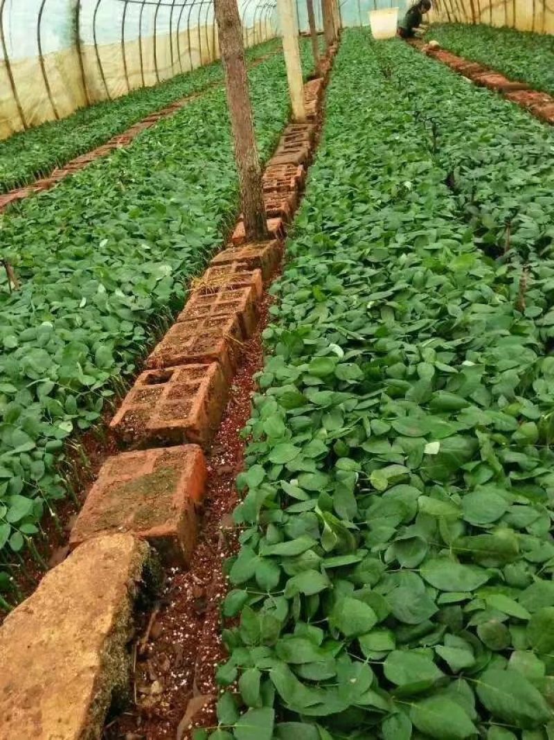 玫瑰苗10~20cm，一年四季开花，味道清香，可做盆栽