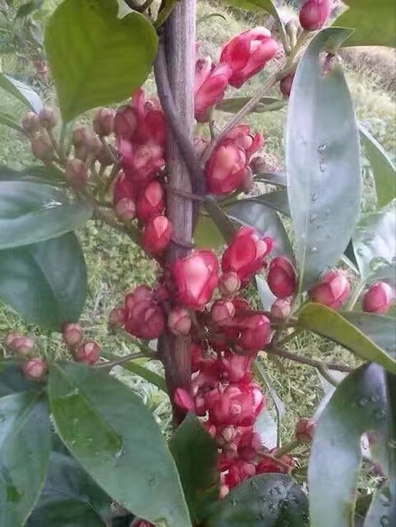 布福娜苗果