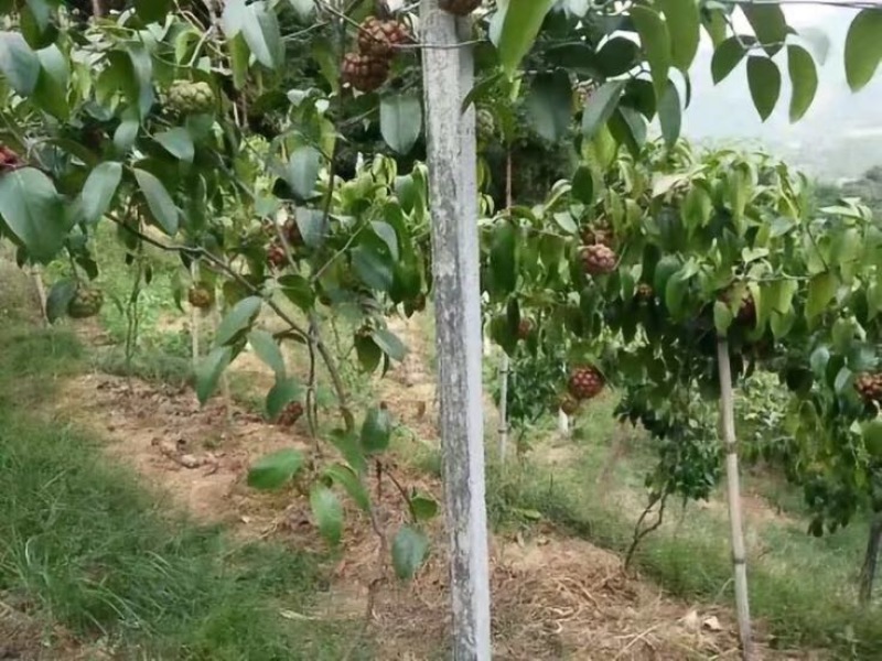 布福娜苗果