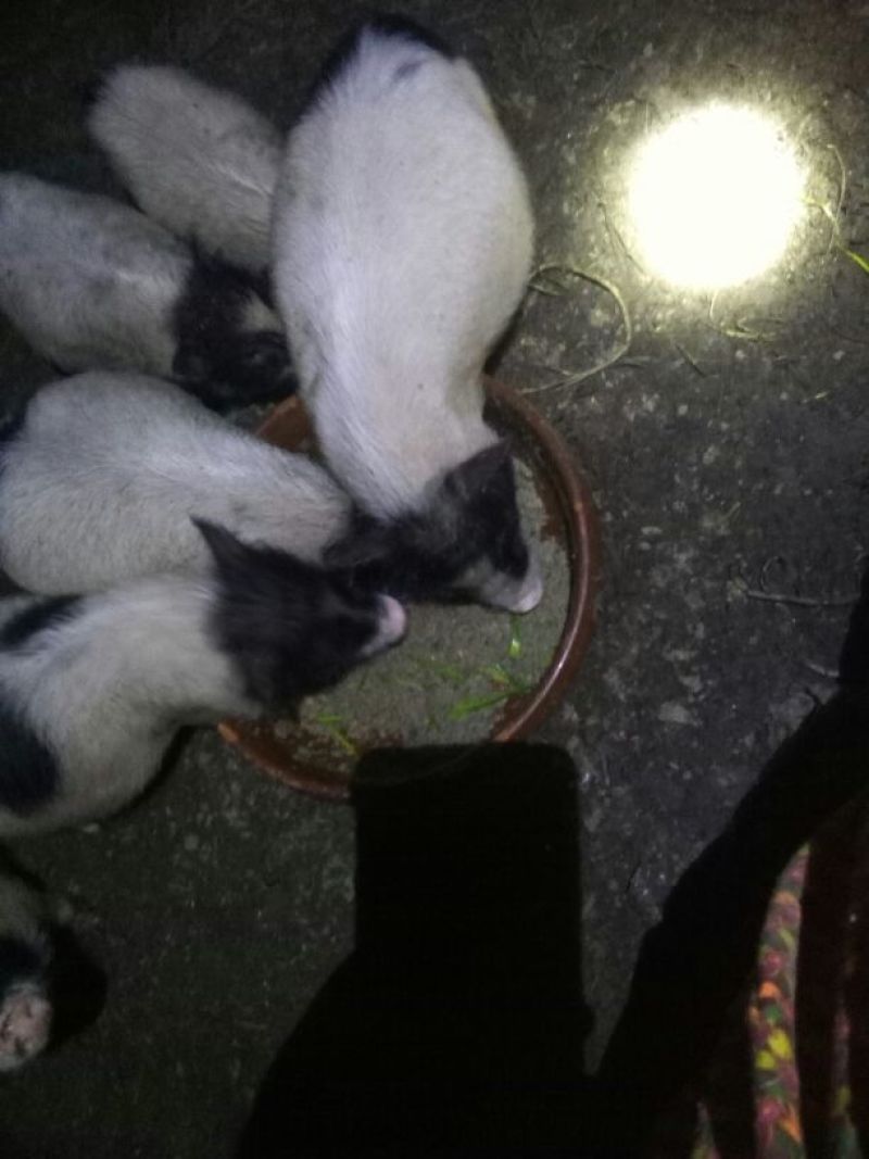 巴马香猪公