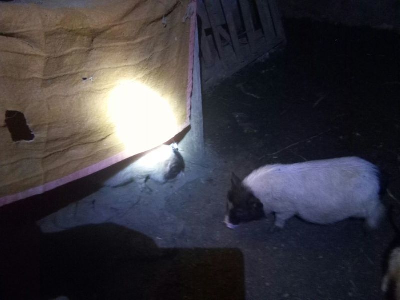 巴马香猪公