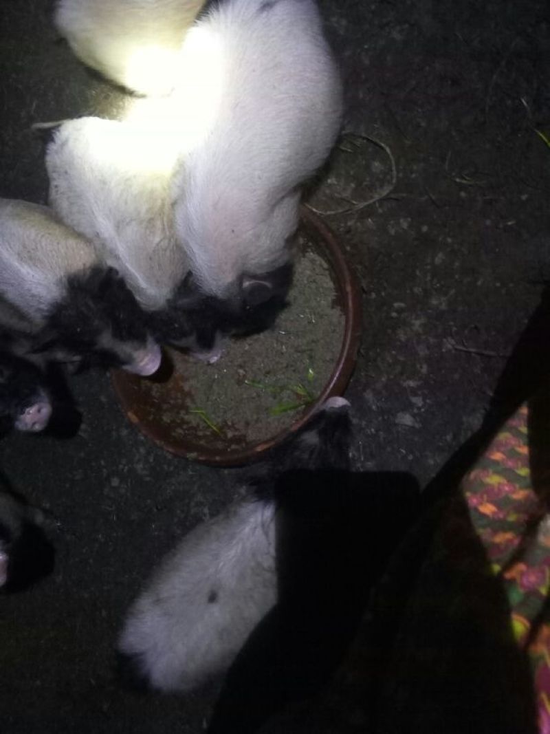 巴马香猪公