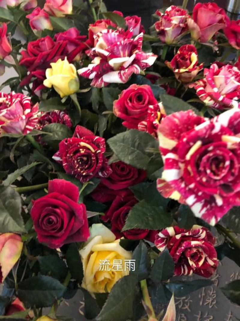 正品云南玫瑰花苗10~20cm，一年四季开花，欢迎订购