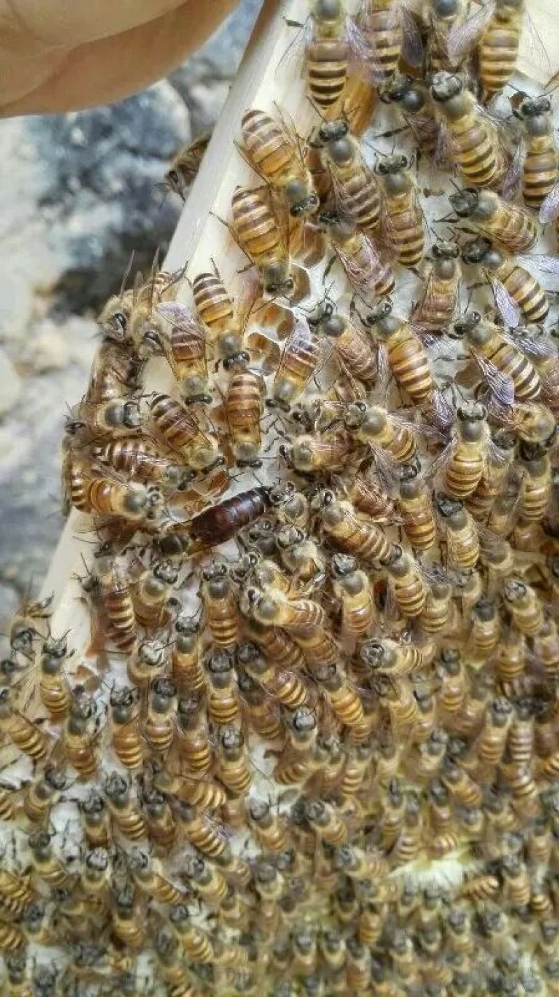 中蜂平箱装