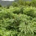 优质龙眼树苗石硖，储良，四季基地直发诚信经营放心苗