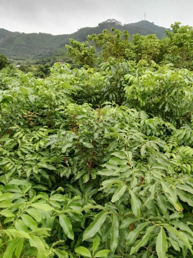 优质龙眼树苗石硖，储良，四季基地直发诚信经营放心苗