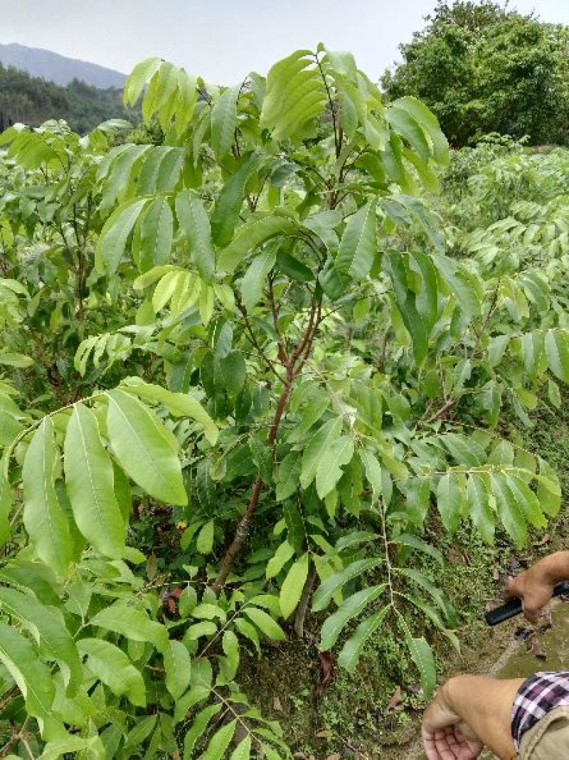 优质龙眼树苗石硖，储良，四季基地直发诚信经营放心苗