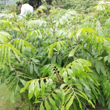 优质龙眼树苗石硖，储良，四季基地直发诚信经营放心苗