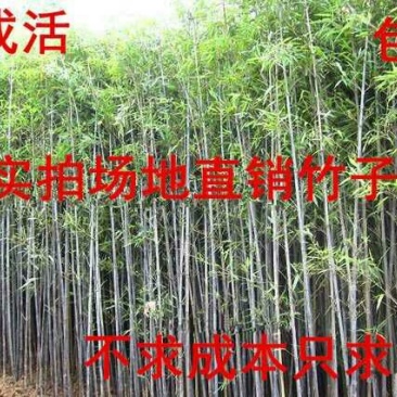 紫竹苗青竹金镶玉黄金竹紫竹