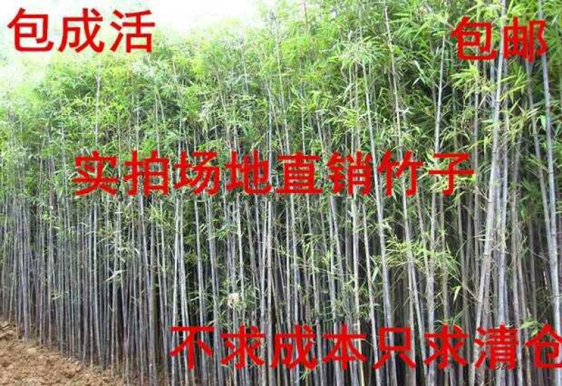 紫竹苗青竹金镶玉黄金竹紫竹