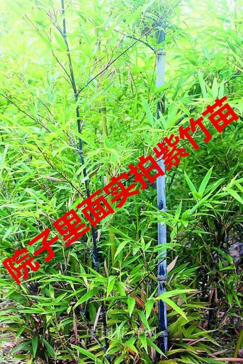 紫竹苗青竹金镶玉黄金竹紫竹
