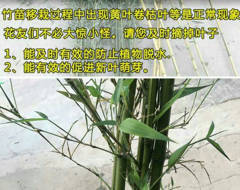 紫竹苗青竹金镶玉黄金竹紫竹