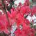 映山红树桩有红花，紫花，黄花，现挖现卖，25~30cm