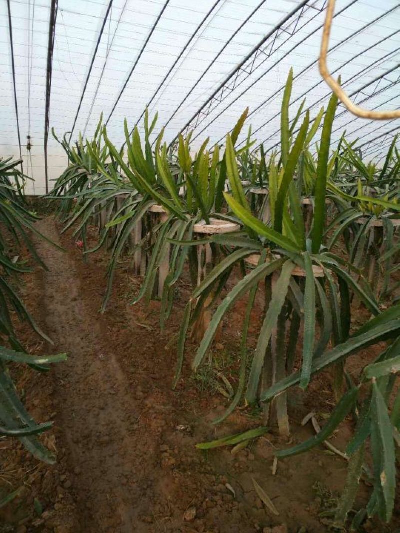 红心火龙果苗80cm种苗