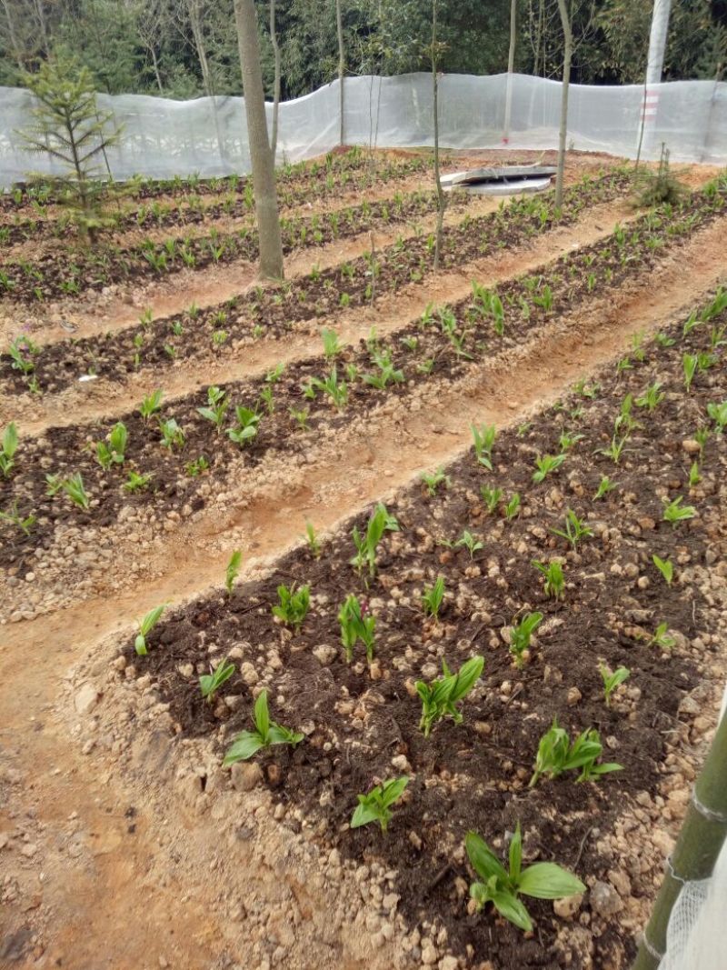 紫花三叉白芨块茎苗，基地供应芽头多产量高