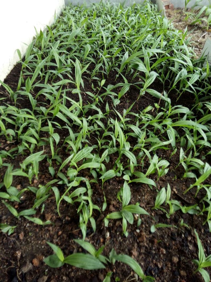 紫花三叉白芨块茎苗，基地供应芽头多产量高