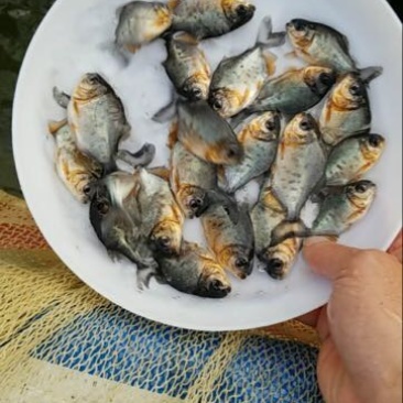 白鲳鱼苗
