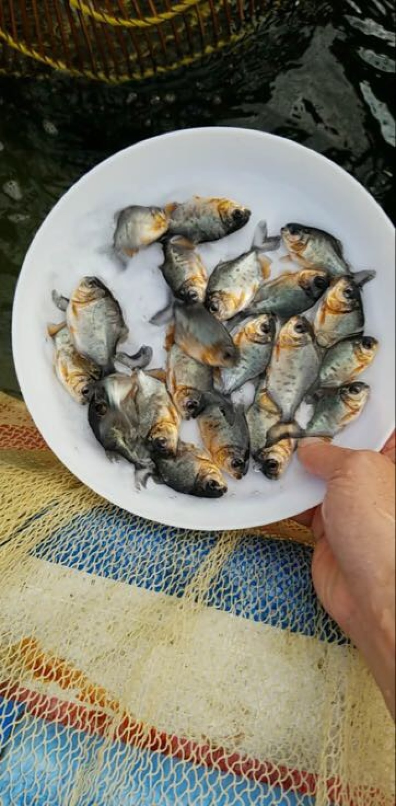 白鲳鱼苗
