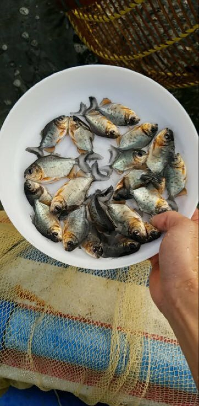 白鲳鱼苗