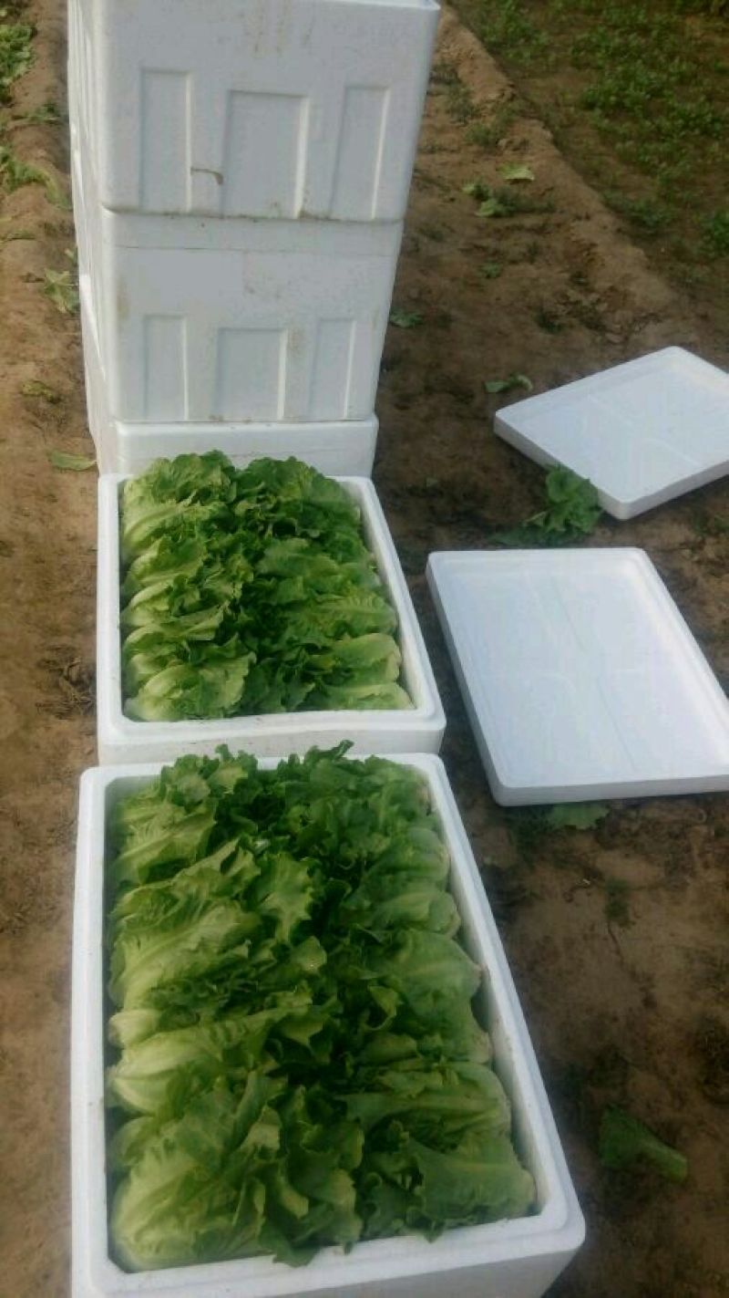 【精品】意大利生菜常年有货，代购代销量大从优