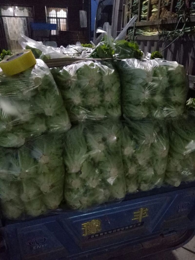【精品】意大利生菜常年有货，代购代销量大从优