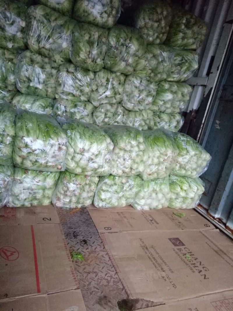【精品】意大利生菜常年有货，代购代销量大从优